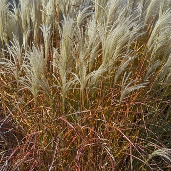 Miscanthus 'Purpurascens' (Maiden Grass) - Purpurascens Maiden Grass