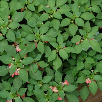 Impatiens - Fusion&trade; 'Infrared'