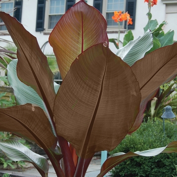 Ensete - Red' Ornamental Banana