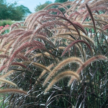 Pennisetum setaceum (Purple Fountain Grass) - Graceful Grasses&reg; 'Rubrum'