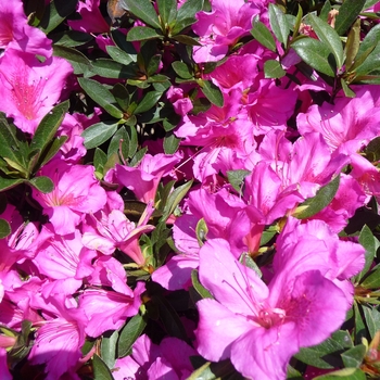 Rhododendron hybrid - Lavendar 'Formosa' Azalea