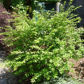  - Dwarf Burning Bush