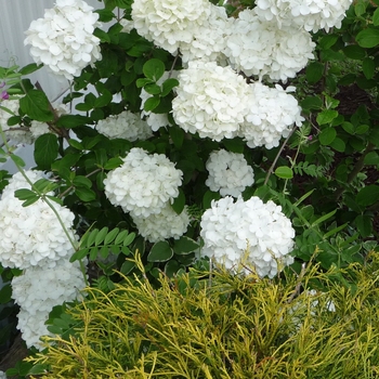 Viburnum - Snowball Bush
