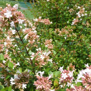 Abelia x chinensis (Glossy Abelia) - 'Rose Creek'