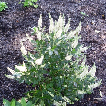 Clethra alnifolia 'Hummingbird' (Summersweet) - Hummingbird Summersweet