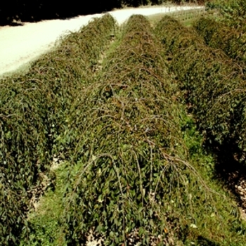 Prunus - 'Snow Fountains&reg;' Weeping Cherry
