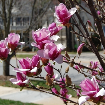 Magnolia 'Ann' (Magnolia) - Ann Magnolia