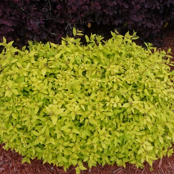 Spiraea japonica 'Goldmound' (Spirea) - Goldmound Spirea