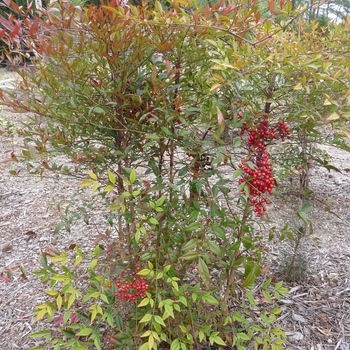 Nandina domestica 'Compacta' - Compact Nandina