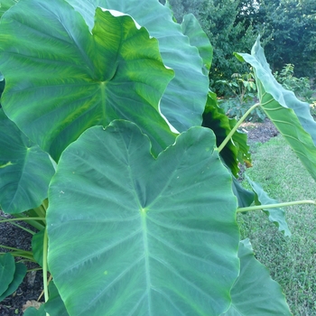 Colocasia esculenta - 'Jack's Giant' Elephant's Ears