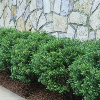 Ilex crenata 'Soft Touch' (Compact Japanese Holly) - Soft Touch Compact Japanese Holly