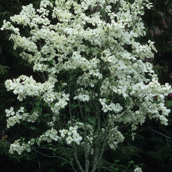Cornus florida (Flowering Dogwood) - Flowering Dogwood