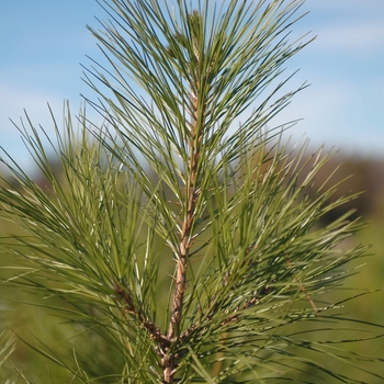 Pinus taeda (Loblolly Pine) - Loblolly Pine