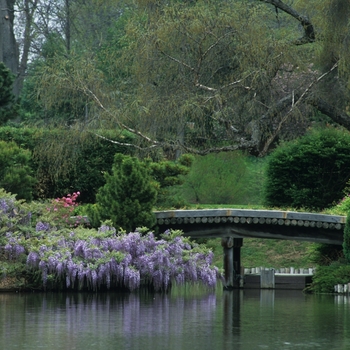 Wisteria floribunda - Japanese Wisteria