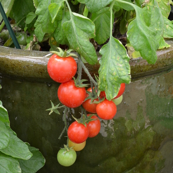 Lycopersicon esculentum (Cherry Tomato) - Cherry Tomato