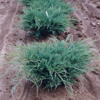 Juniperus virginiana 'Grey Owl' (Juniper) - Grey Owl Juniper
