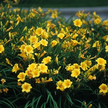 Hemerocallis 'Stella d' Oro' (Daylily) - Stella d' Oro Daylily