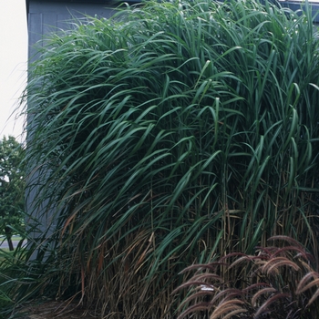 Miscanthus floridulus 'Giganteus' (Giant miscanthus) - Giganteus Giant miscanthus
