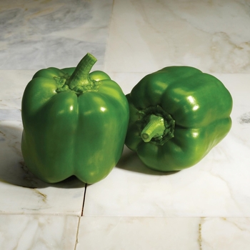Capsicum annuum - 'Classic' Bell Pepper
