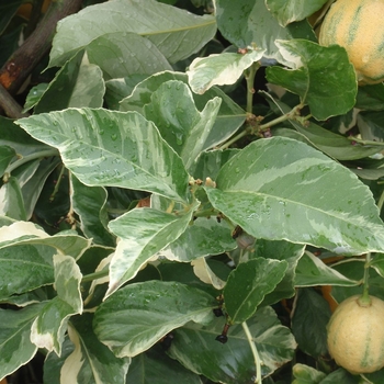 Citrus limon - Lemon Tree