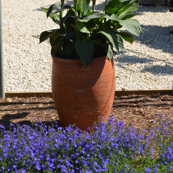Lobelia - 'Deep Blue Star'