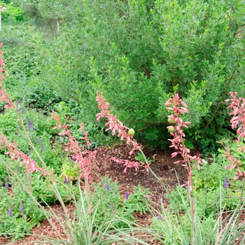Hesperaloe parviflora - Red Yucca