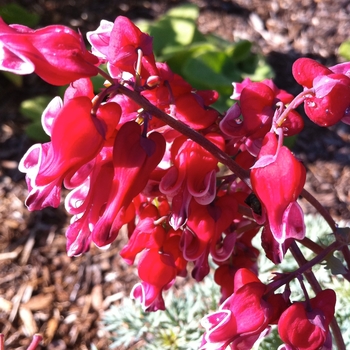 Dicentra 'Burning Hearts' (Fern-Leaf Bleeding Heart) - Burning Hearts Fern-Leaf Bleeding Heart