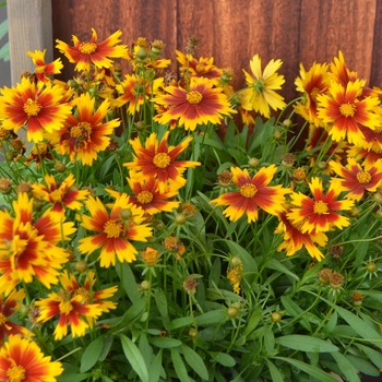 Coreopsis (Tickseed) - UpTick&trade; 'Gold & Bronze'