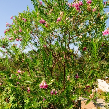 Chilopsis linearis 'Bubba' (Desert Willow) - Bubba Desert Willow