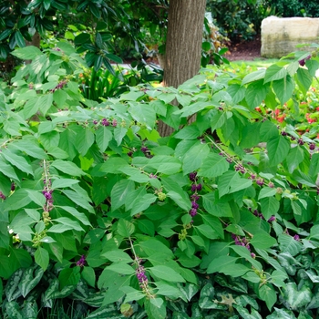 Callicarpa americana - Beautyberry