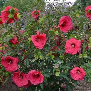 Hibiscus - Hardy Hibiscus