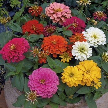 Zinnia elegans - Magellan&trade; 'Mix'