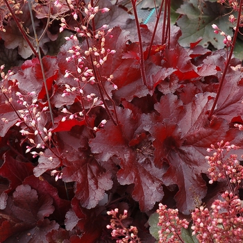 Heuchera (Coral Bells) - Forever&reg; 'Red'