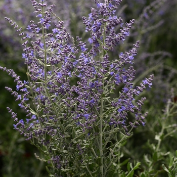 Perovskia atriplicifolia - 'Blue Steel' Russian Sage