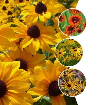 Rudbeckia - Assorted Black-Eyed Susan