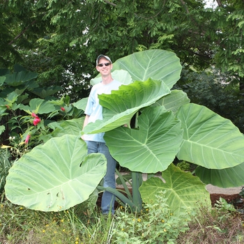 Colocasia gigantea - 'Thailand Giant' Giant Elephant Ear