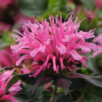 Monarda didyma 'Pink' Balbalmink PP26566 (Bee Balm) - Balmy&trade; Pink
