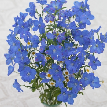 Delphinium elatum 'Planet Blue' (Larkspur) - Planet Blue Larkspur
