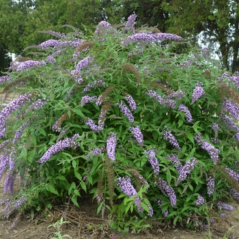 Buddleia 'Lavender Cascade' (Butterfly Bush) - Lavender Cascade Butterfly Bush