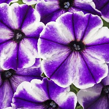 Petunia - Crazytunia&reg; 'Blue Ice'