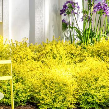 Ligustrum sinense 'Sunshine' PP20379 (Chinese Privet) - Sunshine Chinese Privet