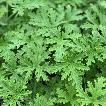  - Citronella