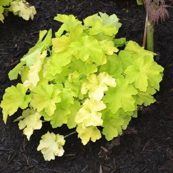 Heuchera villosa - Coral Bells Variety
