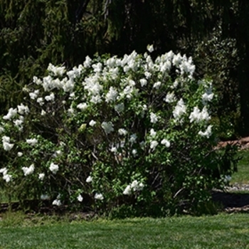 Syringa x oblata - 'Betsy Ross' Lilac