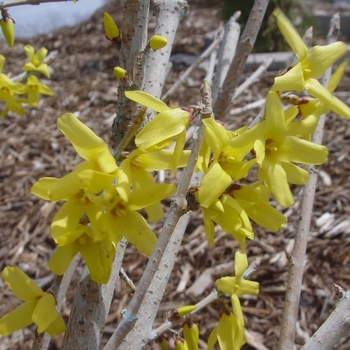 Forsythia 'Meadowlark' (Forsythia) - Meadowlark Forsythia