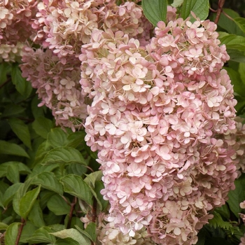 Hydrangea paniculata 'Phantom' (Hydrangea) - Phantom Hydrangea