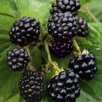 Rubus 'Natchez' (Blackberry) - Natchez Blackberry