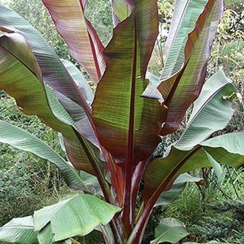 Ensete maurelii 'Red Abyssinian' (Red Abyssinian Banana) - Red Abyssinian Red Abyssinian Banana