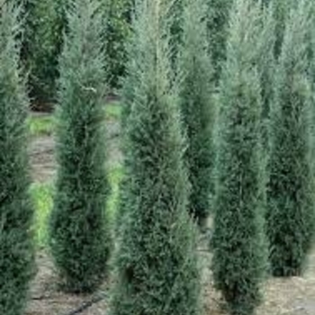 Juniperus virginiana 'Taylor' (Juniper) - Taylor Juniper