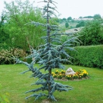 Cedrus atlantica 'Horstman' (Blue Atlas Cedar) - Horstman Blue Atlas Cedar